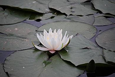 科幻射击游戏《闻起来像蘑菇（Smells Like a Mushro）》Steam页面上线 支持简中